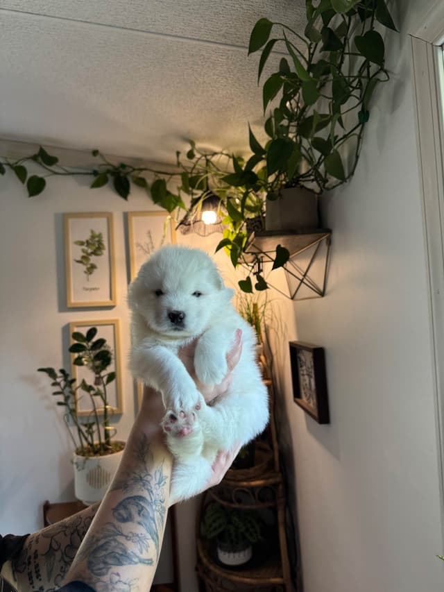 Champion Russian import bloodline Samoyed Puppies media 19