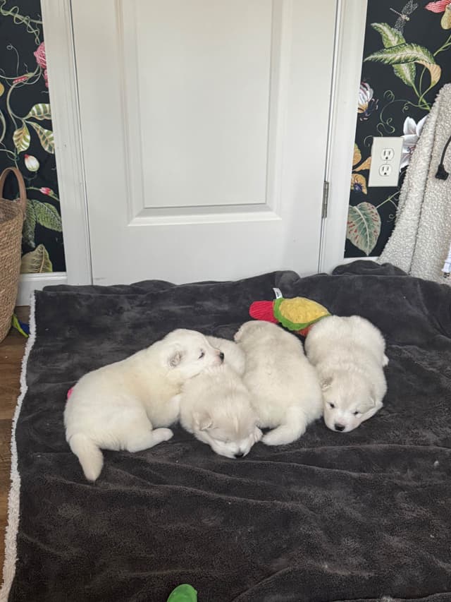 Champion Russian import bloodline Samoyed Puppies media 22
