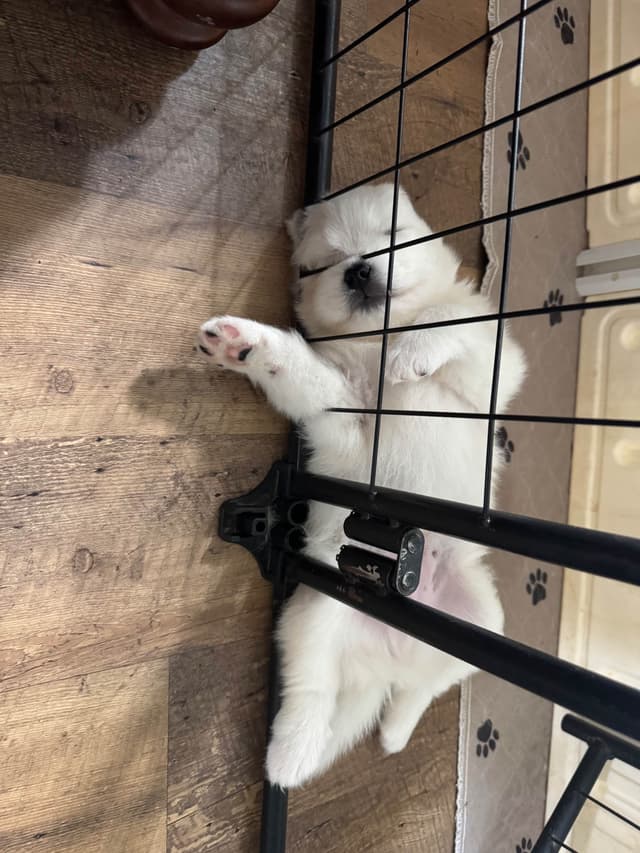 Champion Russian import bloodline Samoyed Puppies media 23