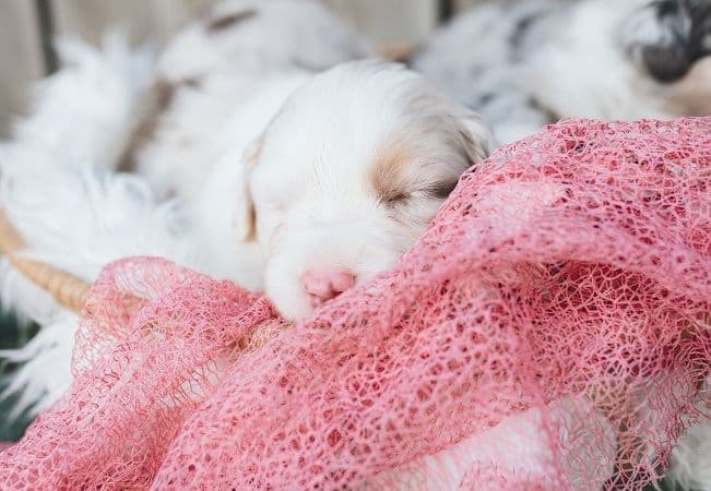 Australian Shepherd Puppies breeder image 1