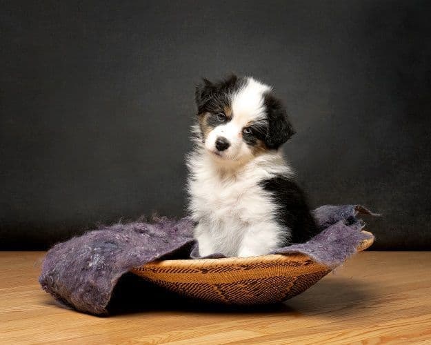 Australian Shepherd Puppies media 2