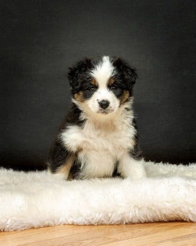 Australian Shepherd Puppies media 3