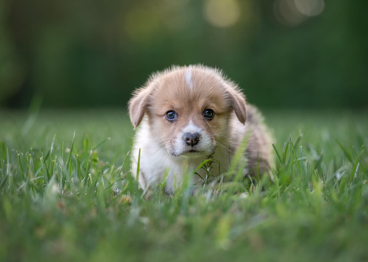 Pembroke Welsh Corgi Puppies breeder image 1