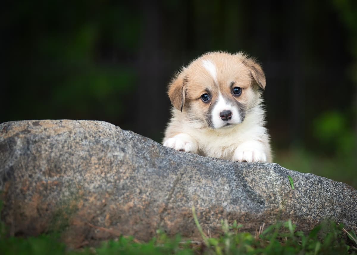 Pembroke Welsh Corgi Puppies breeder image 2