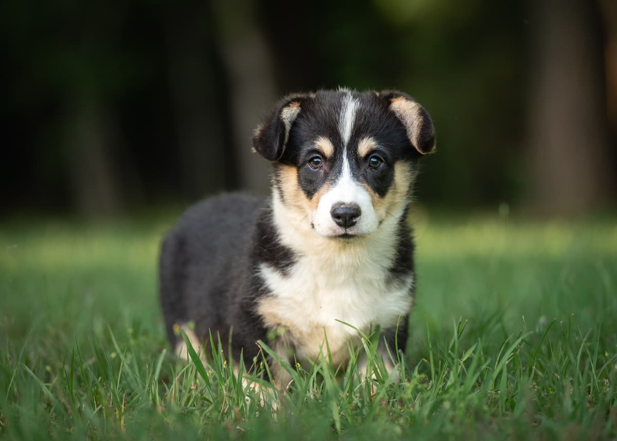 Pembroke Welsh Corgi Puppies breeder image 3