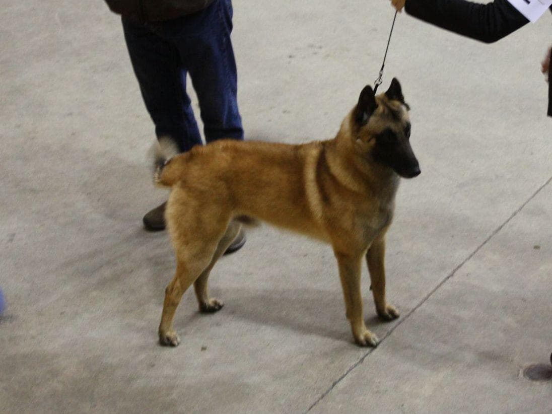 Belgian Malinois Puppies breeder image 6