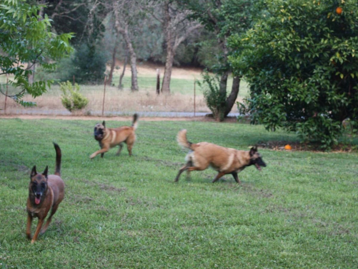 Belgian Malinois Puppies breeder image 9