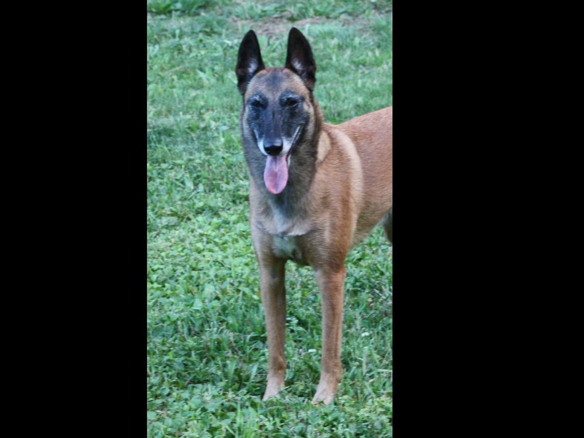 Belgian Malinois Puppies breeder image 8