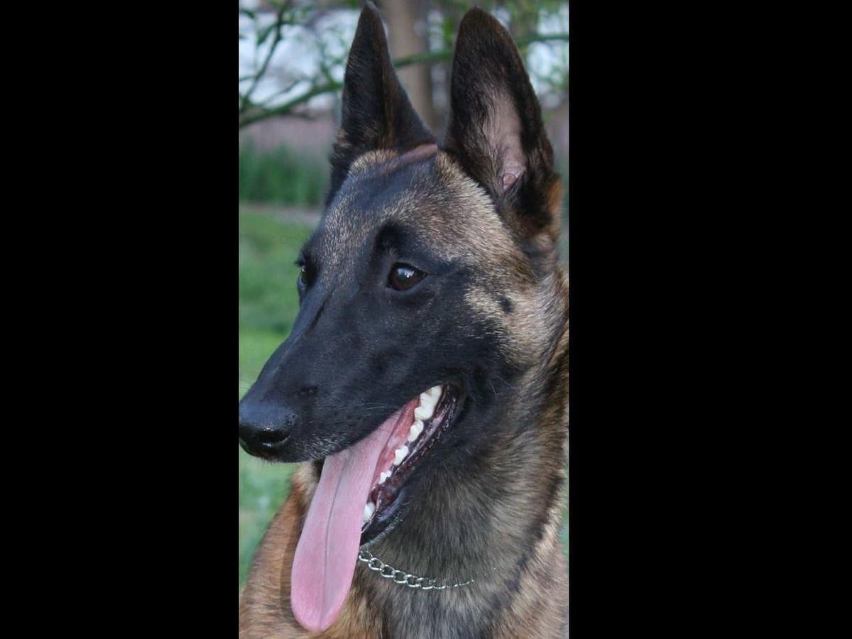 Belgian Malinois Puppies breeder image 4