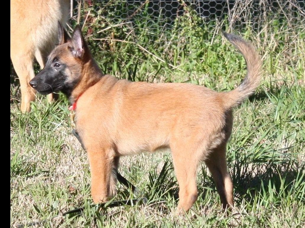 Belgian Malinois Puppies breeder image 10