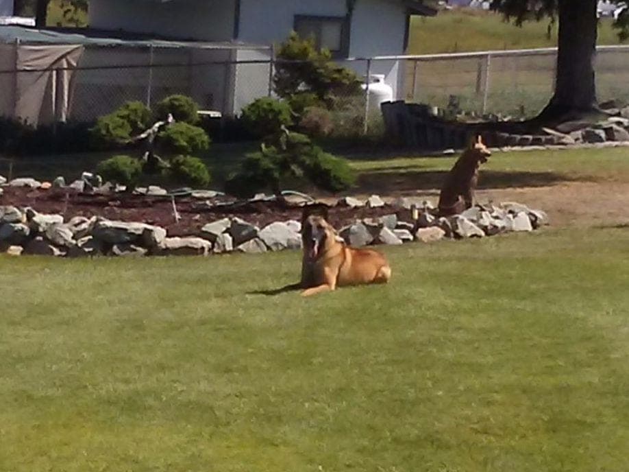 Belgian Malinois Puppies breeder image 12