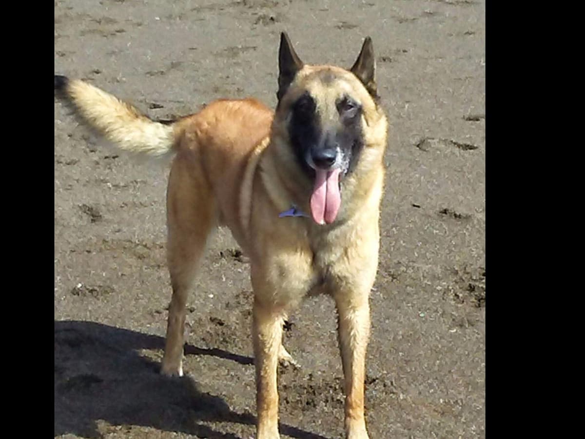 Belgian Malinois Puppies breeder image 13