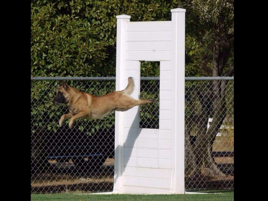 Belgian Malinois Puppies breeder image 5