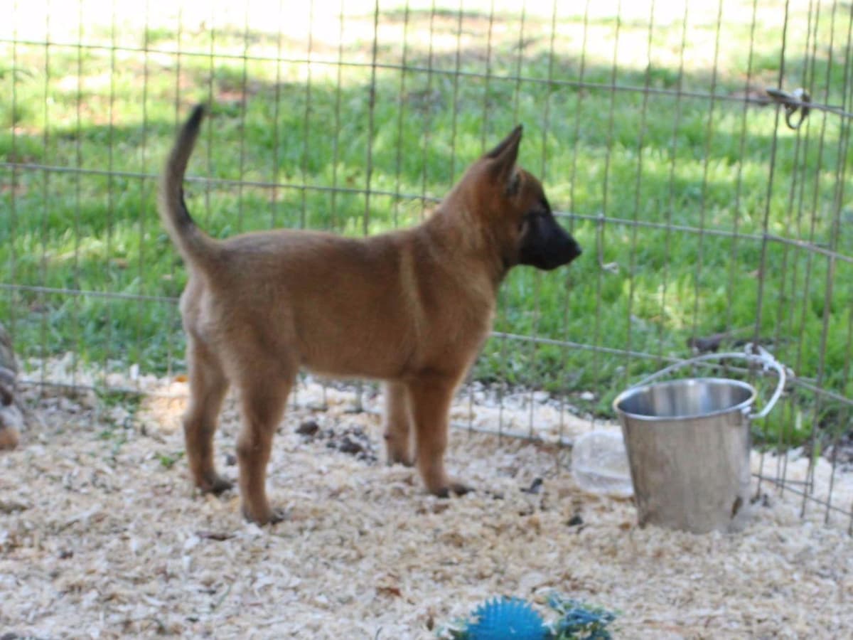 Belgian Malinois Puppies breeder image 7