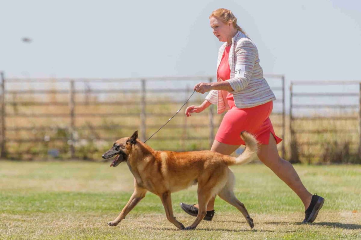 Belgian Malinois Puppies breeder image 14