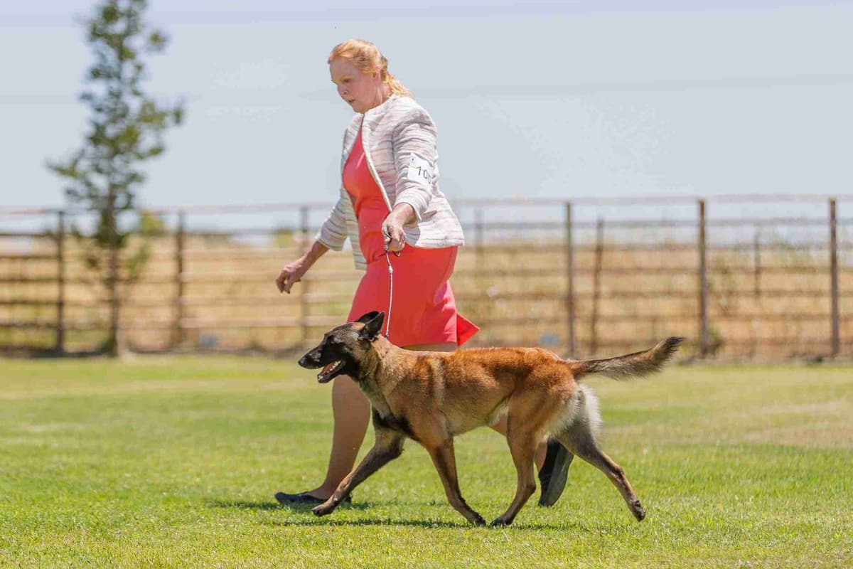 Belgian Malinois Puppies breeder image 15