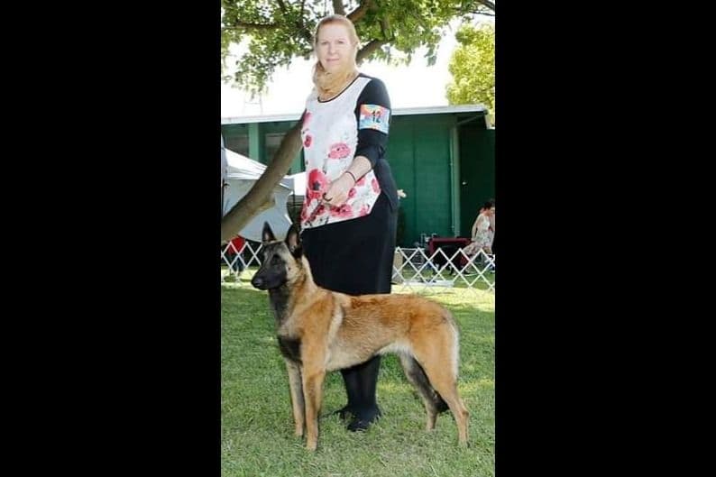 Belgian Malinois Puppies breeder image 2
