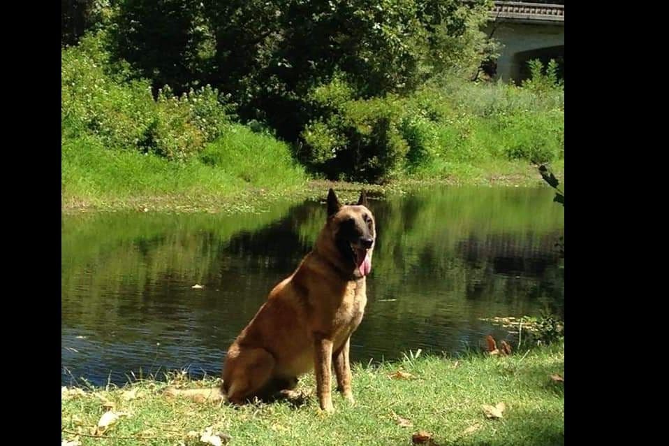 Belgian Malinois Puppies breeder image 3