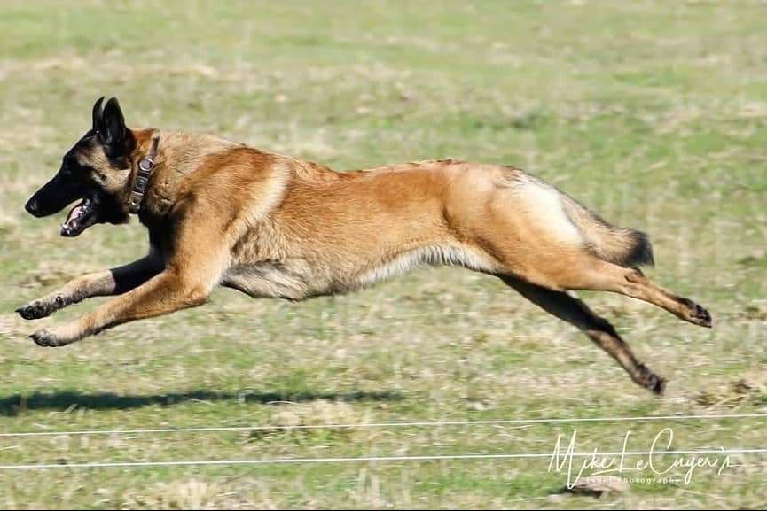 Belgian Malinois Puppies breeder image 16