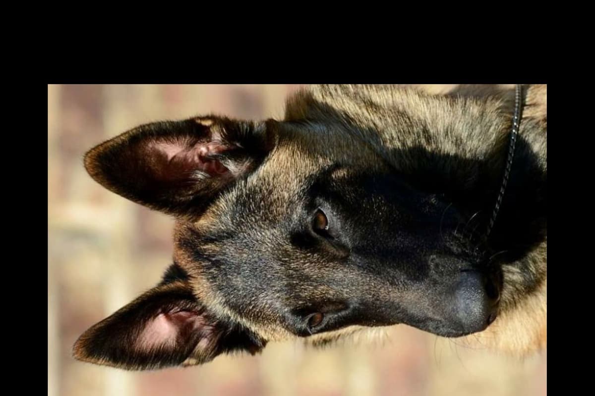 Belgian Malinois Puppies breeder image 18