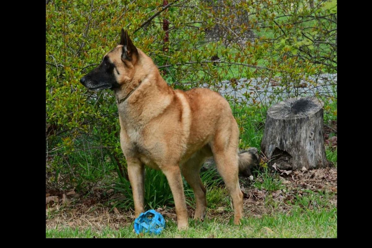Belgian Malinois Puppies breeder image 1