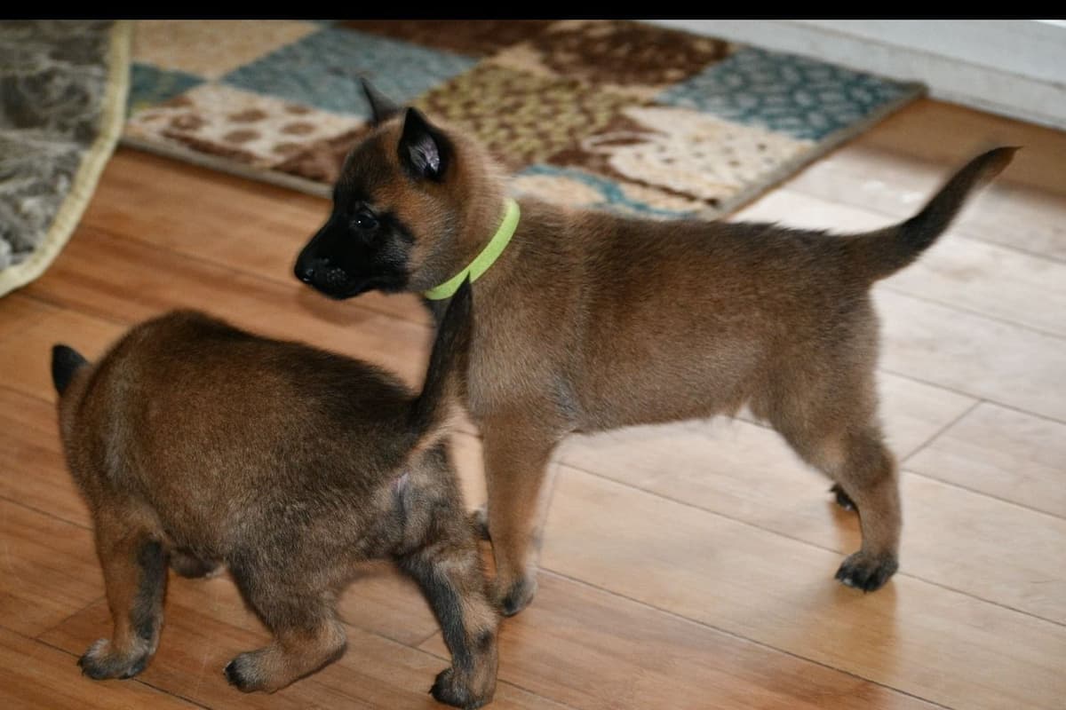 Belgian Malinois Puppies breeder image 19