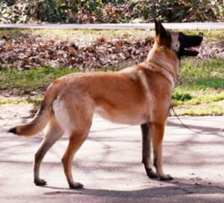Belgian Malinois Puppies breeder image 20