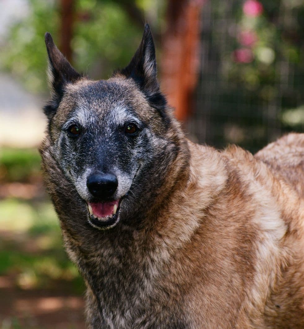 Belgian Malinois Puppies breeder image 22