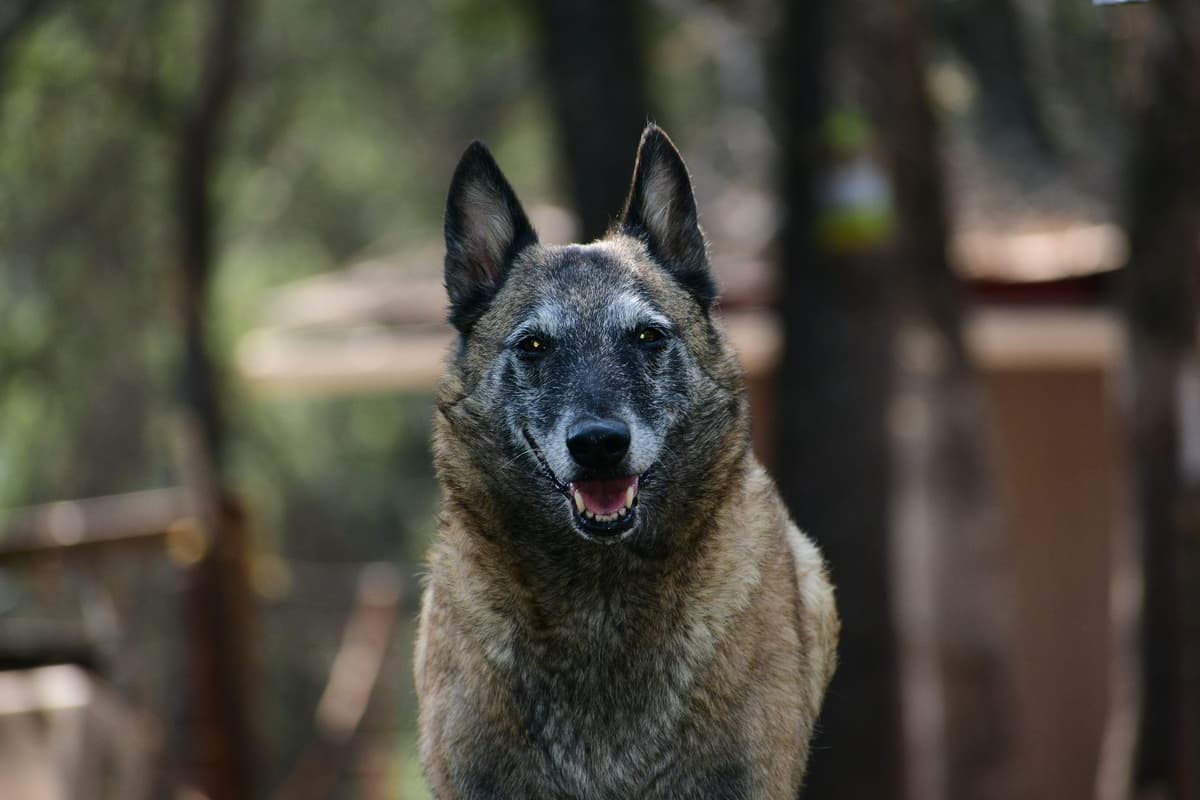 Belgian Malinois Puppies breeder image 25