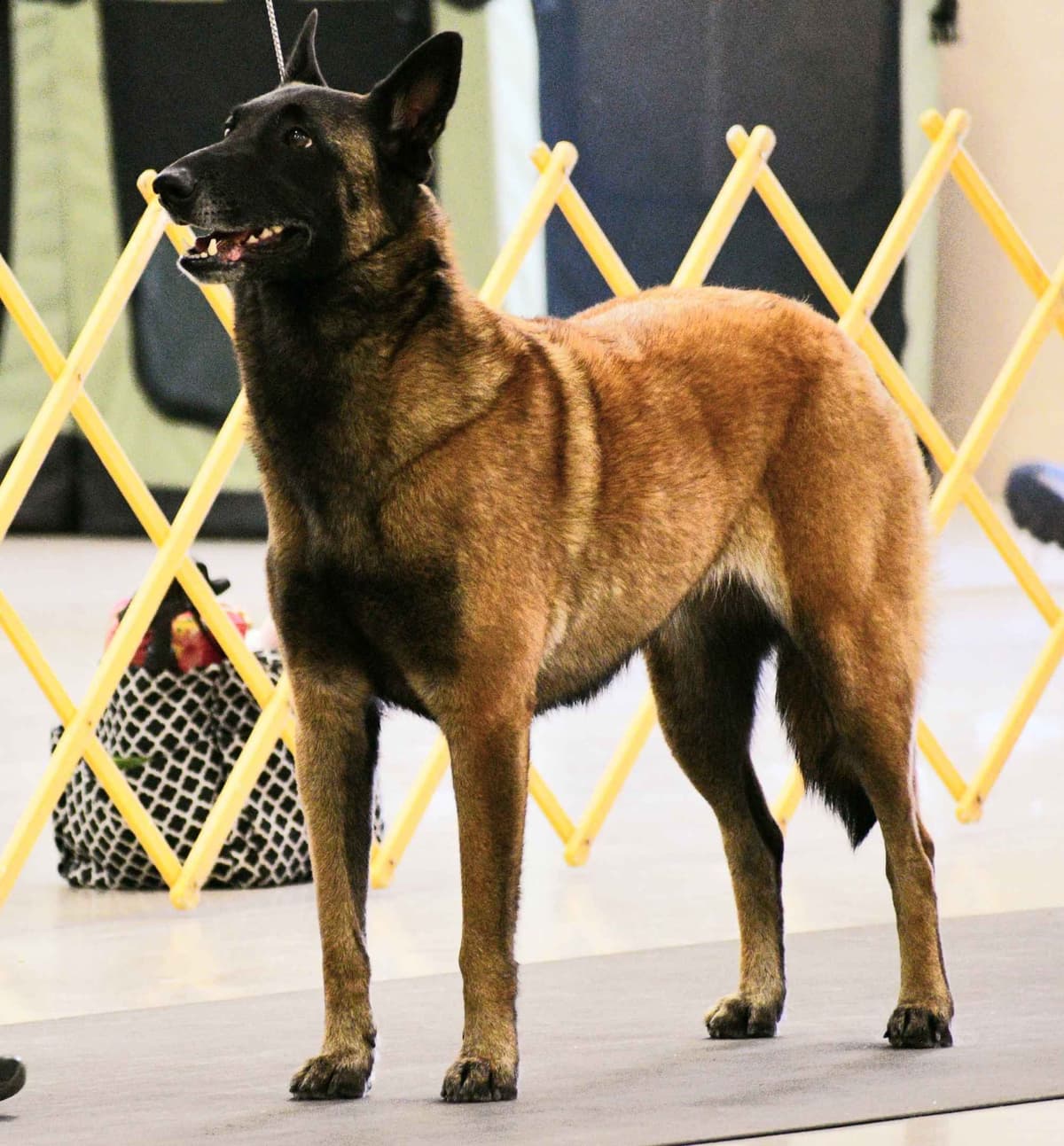 Belgian Malinois Puppies breeder image 26