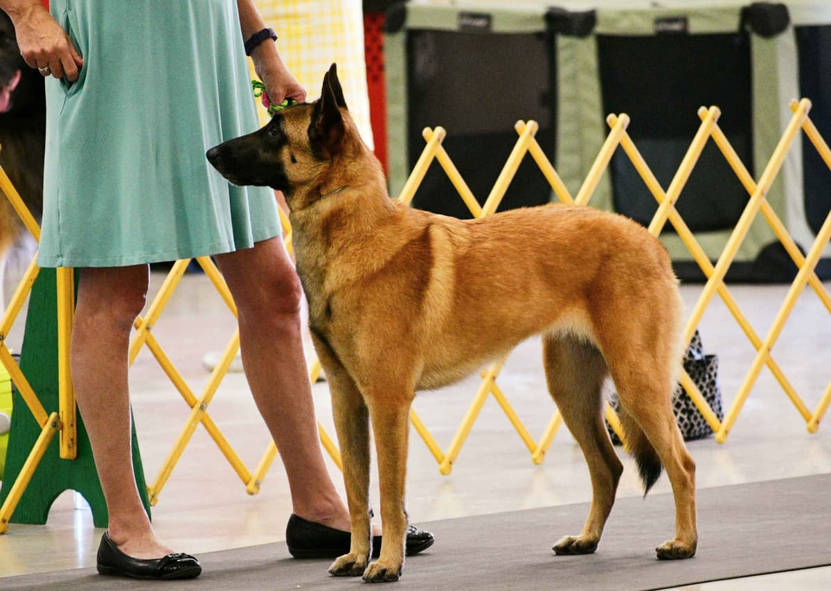 Belgian Malinois Puppies breeder image 27