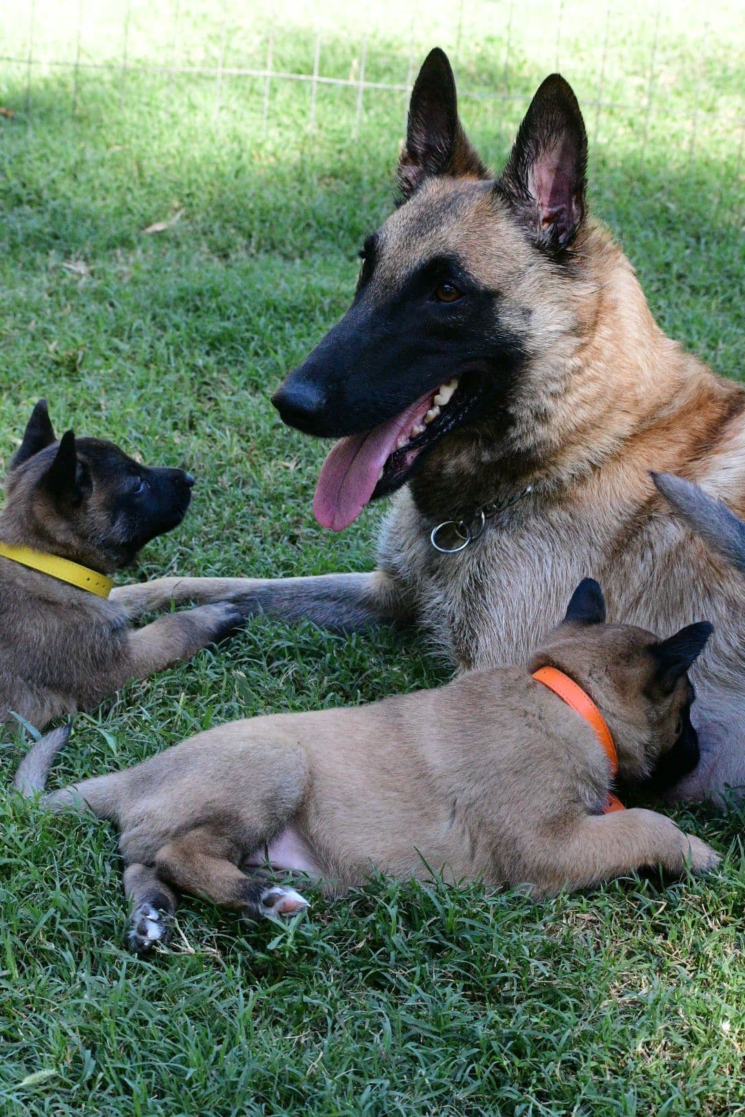 Belgian Malinois Puppies breeder image 28