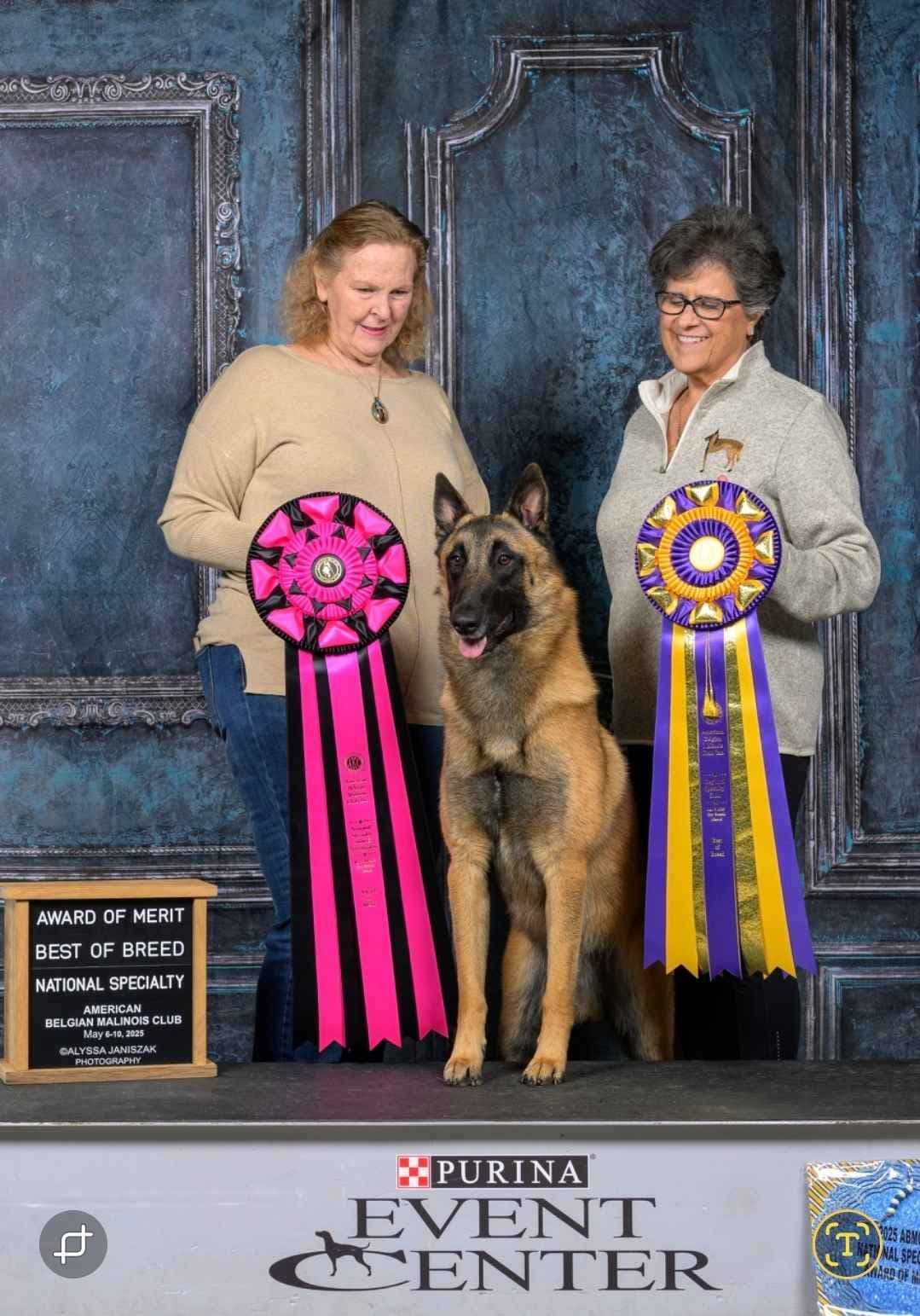 Belgian Malinois Puppies breeder image 29