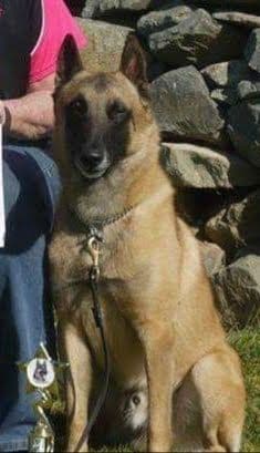 Belgian Malinois Puppies media 8