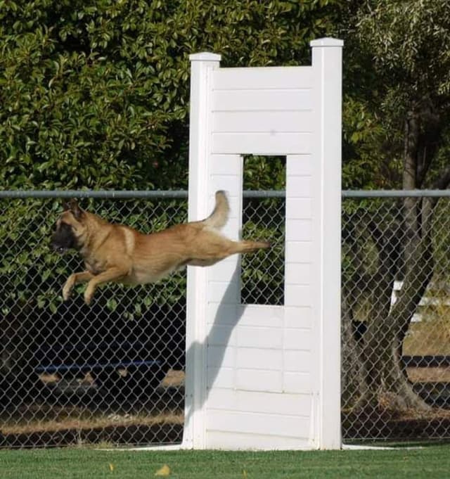 Belgian Malinois Puppies media 9