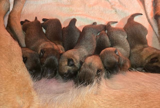 Belgian Malinois Puppies media 10