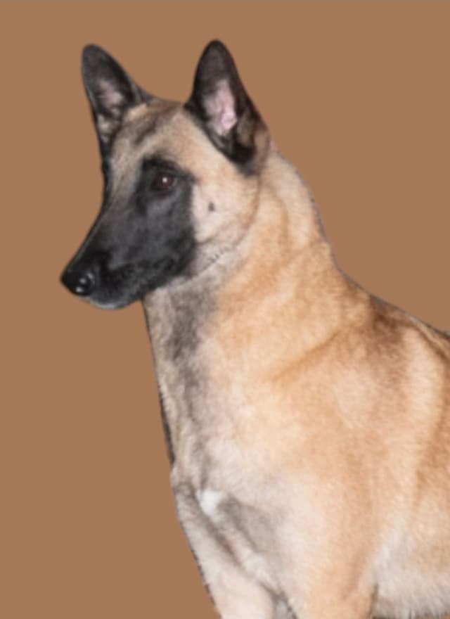 Belgian Malinois Puppies media 11