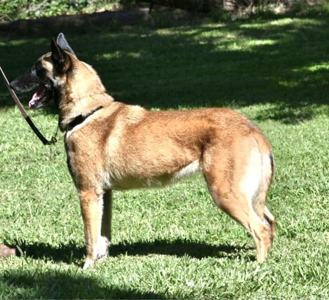 Belgian Malinois Puppies media 12
