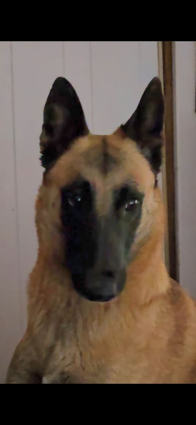 Belgian Malinois Puppies media 13