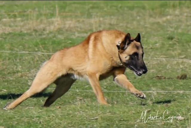 Belgian Malinois Puppies media 14