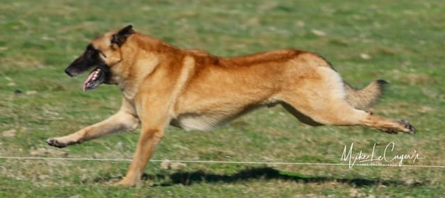Belgian Malinois Puppies media 15