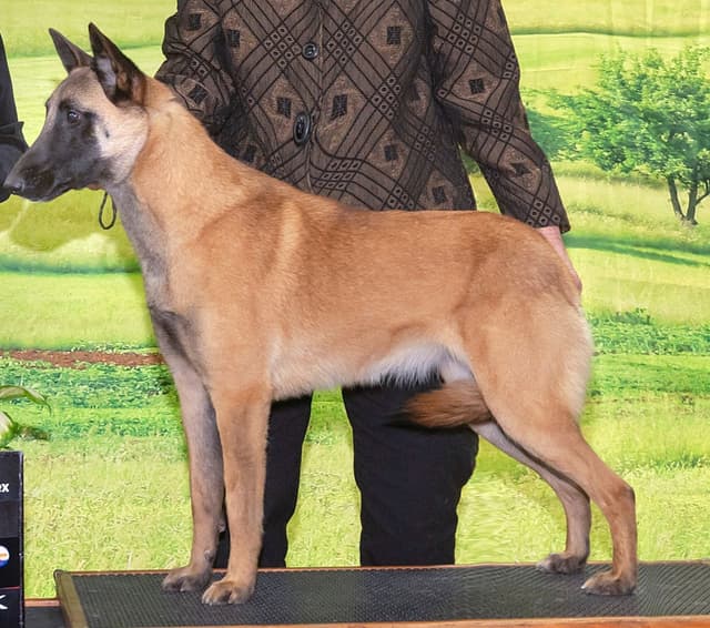 Belgian Malinois Puppies media 17