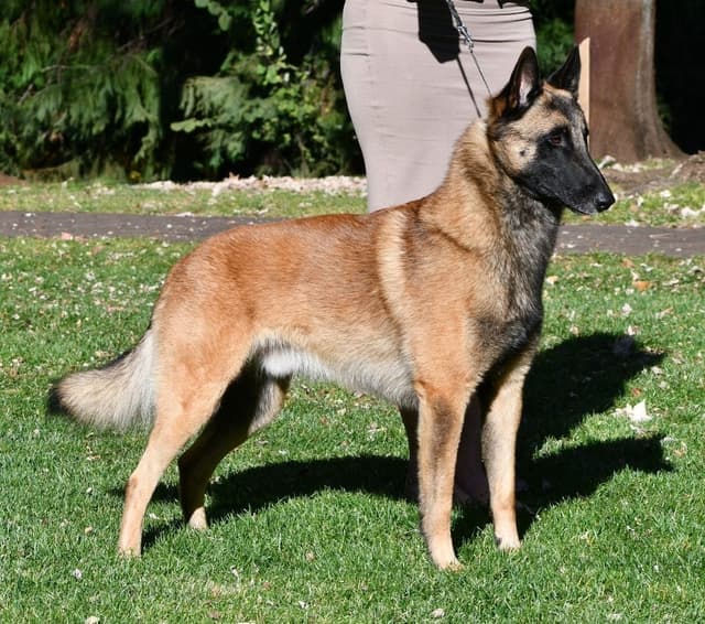 Belgian Malinois Puppies media 18