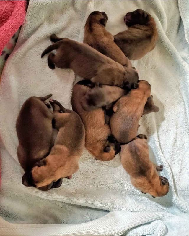 Belgian Malinois Puppies media 19