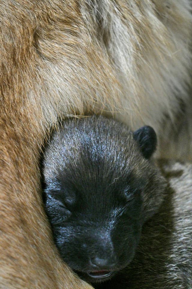 Belgian Malinois Puppies media 20