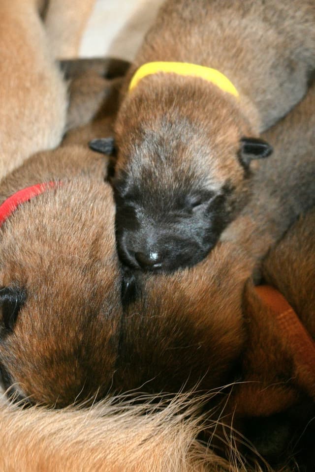 Belgian Malinois Puppies media 21