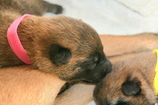 Belgian Malinois Puppies media 22