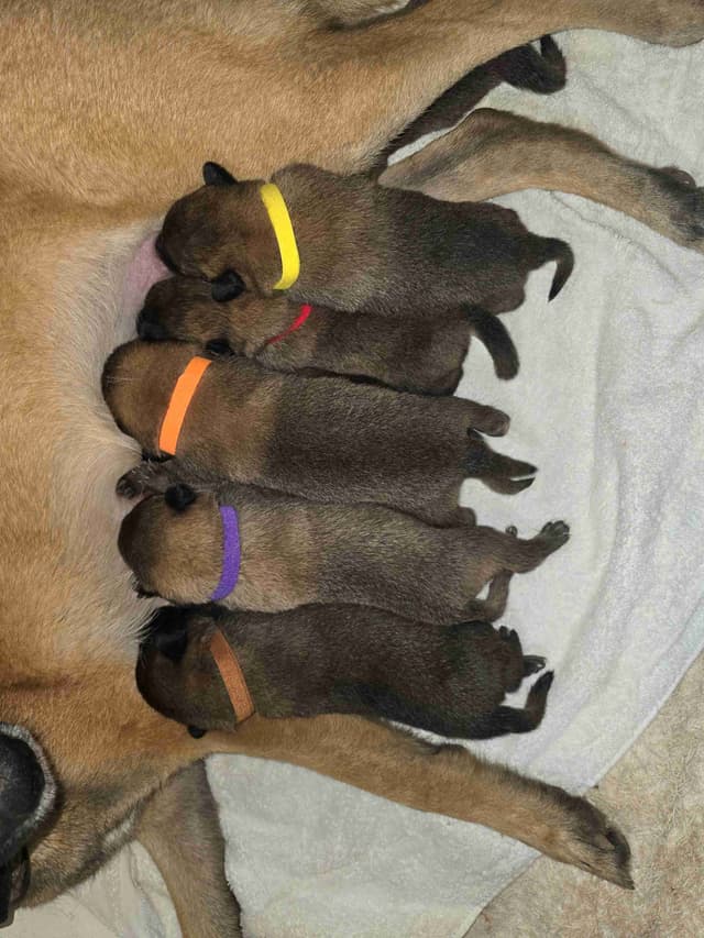 Belgian Malinois Puppies media 23