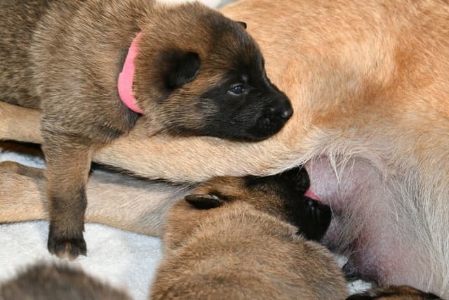 Belgian Malinois Puppies media 24