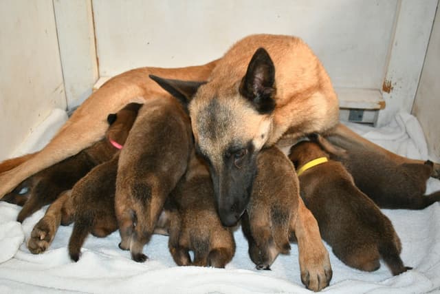 Belgian Malinois Puppies media 25